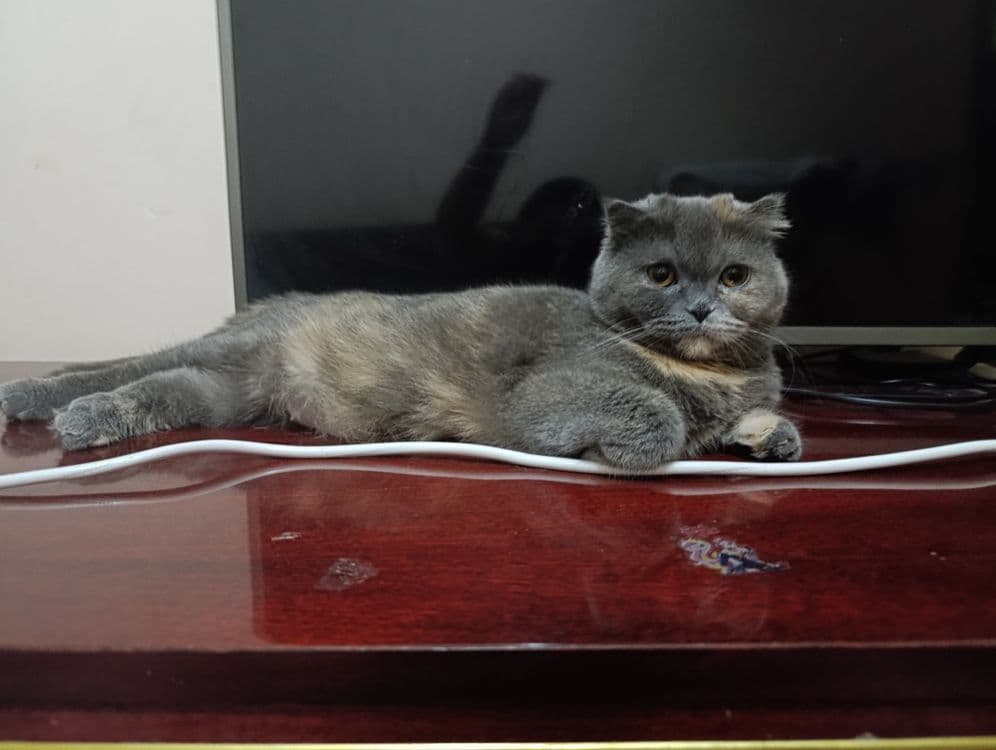 Продается Шотландская вислоухая кошка — 3