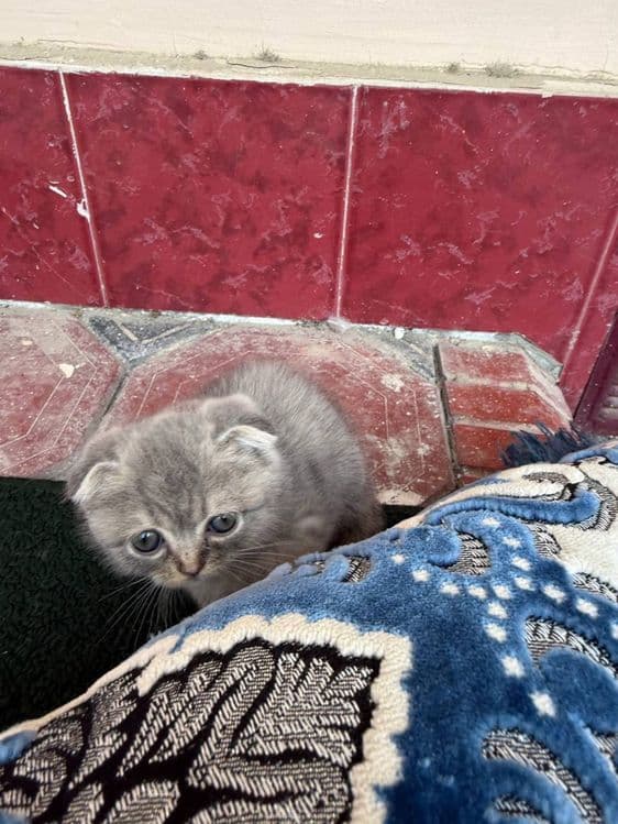 Скотиш фолд мушукчалар сотилади — 2