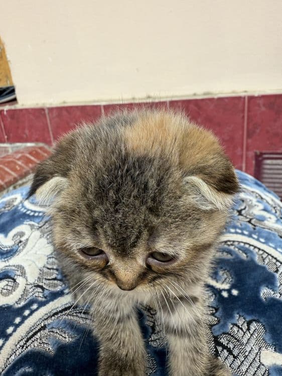 Скотиш фолд мушукчалар сотилади — 3