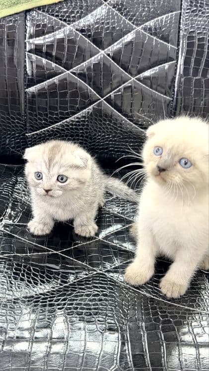 срончо продаются котята пародистые — 2