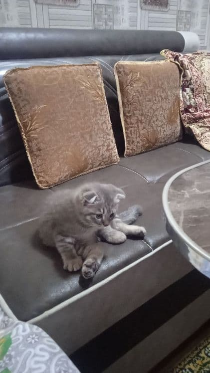 Котенок породистая — 1