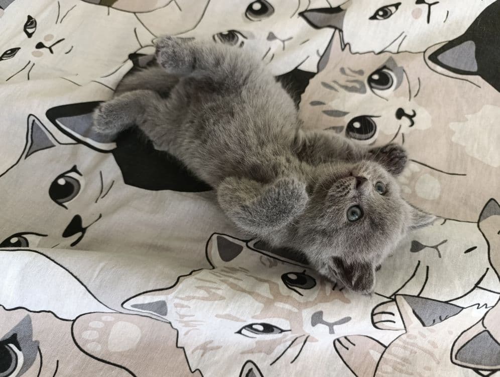 Продаются котята от правильной вязки — 2