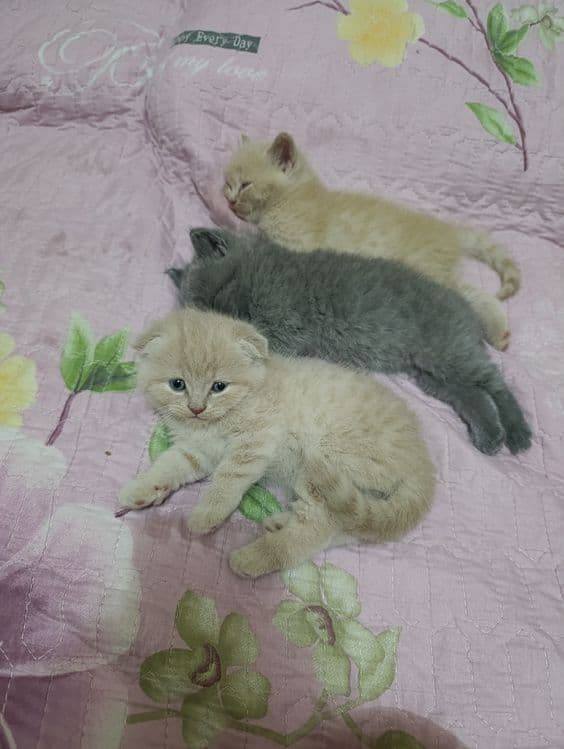 Продаются котята от правильной вязки — 4