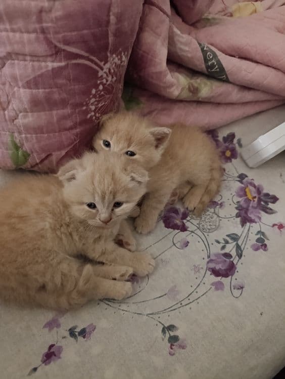Продаются котята от правильной вязки — 5