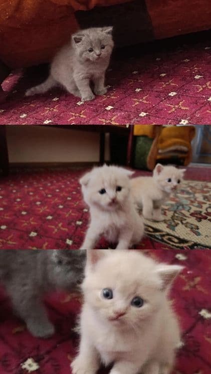 Продаются котята от правильной вязки — 6