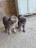 Скотиш фолдлар сотилади зоти тоза