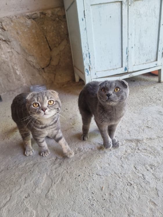 Скотиш фолдлар сотилади зоти тоза — 2