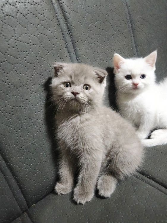 Продаются породистые 3шт котята!!! — 3