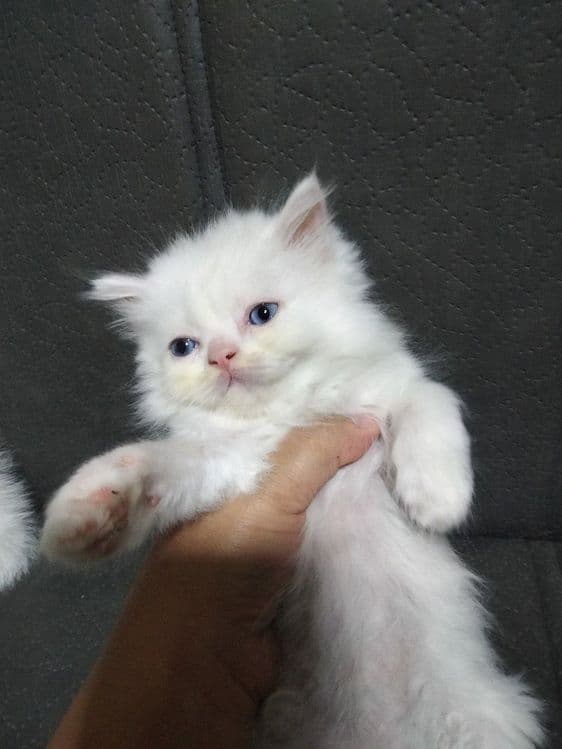 Продаются породистые 3шт котята!!! — 4