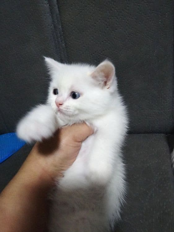 Продаются породистые 3шт котята!!! — 5