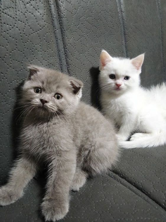 Продаются породистые 3шт котята!!! — 8