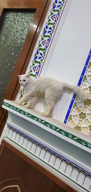 Mushuk jinsi urg'ochi — 3