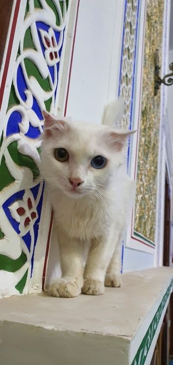 Mushuk jinsi urg'ochi — 5