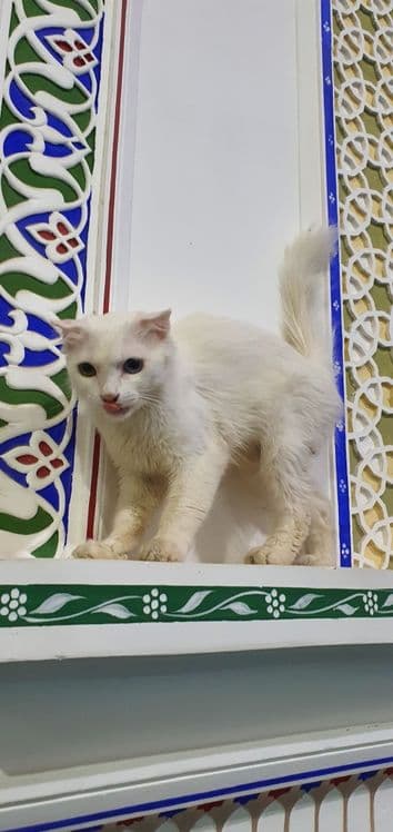 Mushuk jinsi urg'ochi — 6