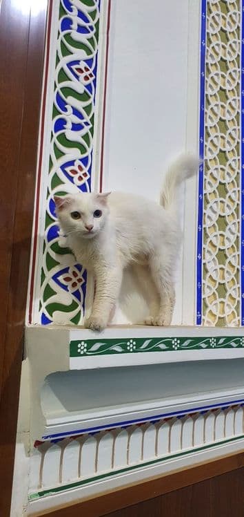 Mushuk jinsi urg'ochi — 7