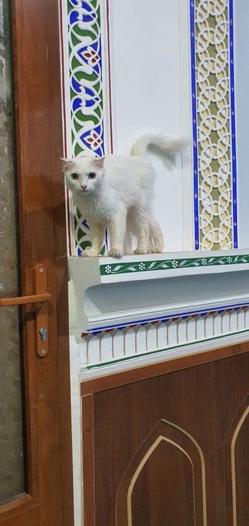 Mushuk jinsi urg'ochi — 8