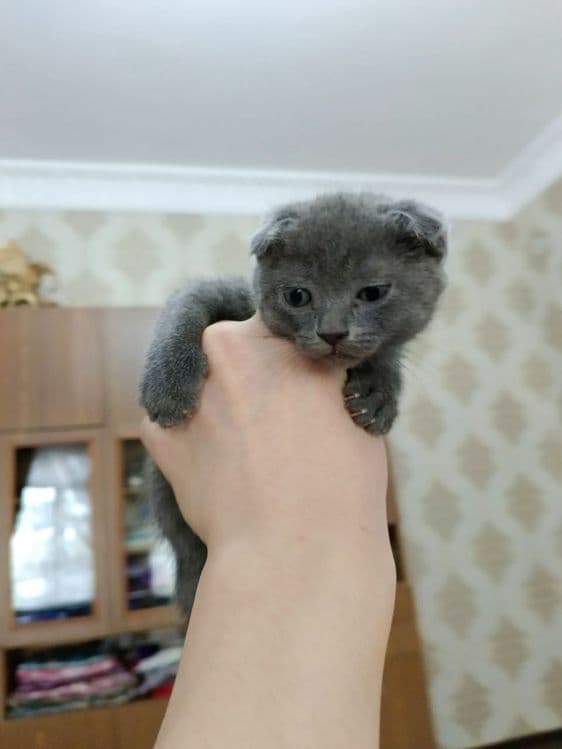Шотландский вислоухий котенок — 2