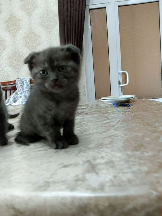 Шотландский вислоухий котенок — 3