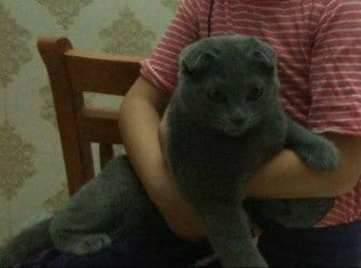 Шотландский вислоухий котенок — 4