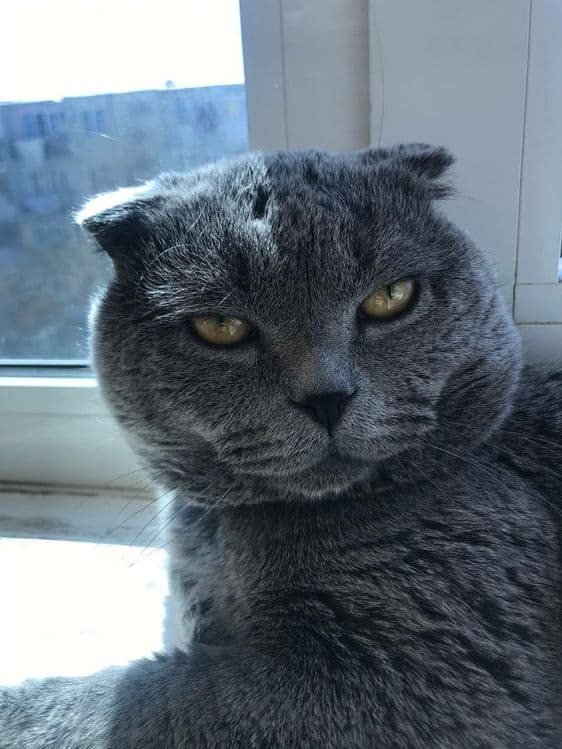 Шотландский вислоухий котенок — 5