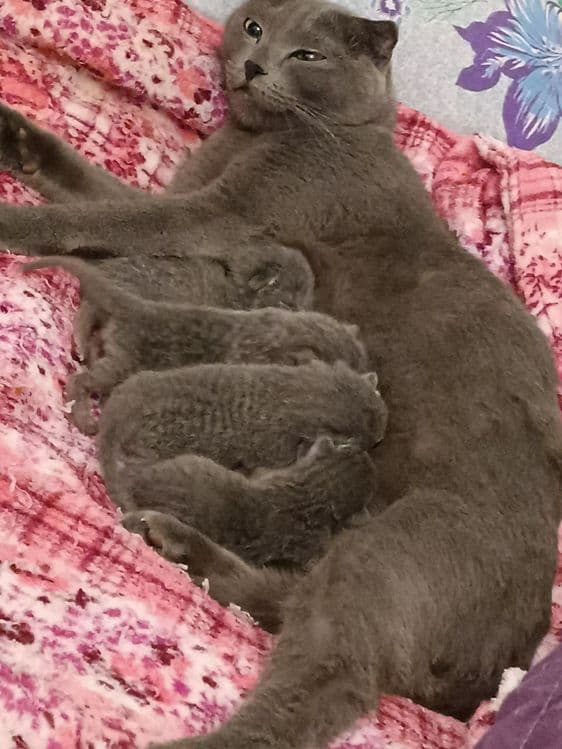 Шотландский вислоухий котенок — 6
