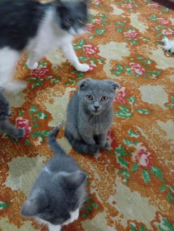 britaski mushuklar sotiladi 3 oylik — 4