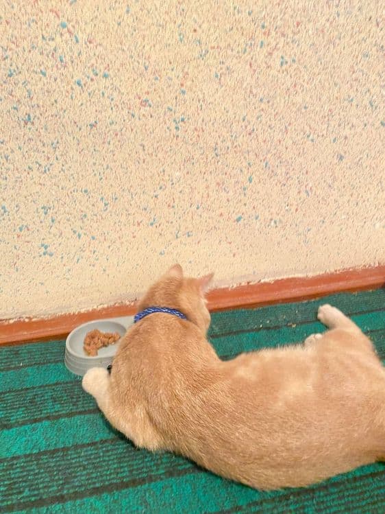 Скоттиш страйт  1йош — 2