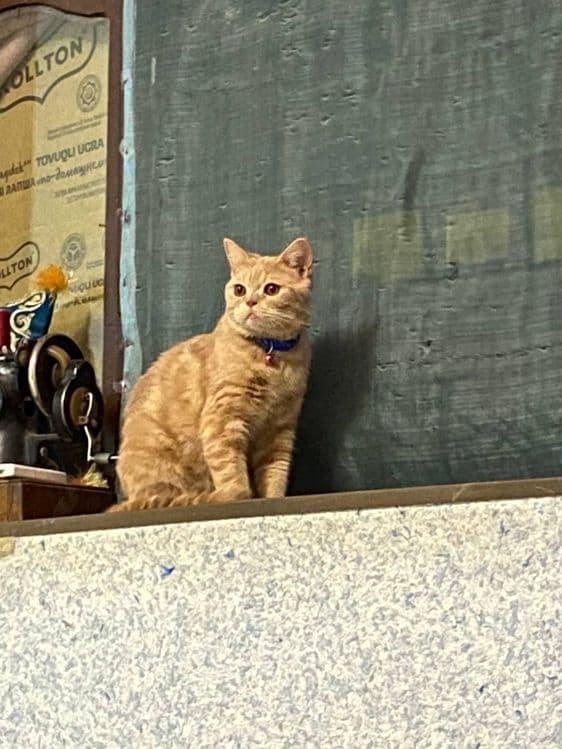 Скоттиш страйт  1йош — 3