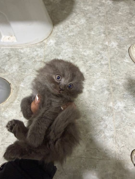 Продаются очаровательные котята — 1
