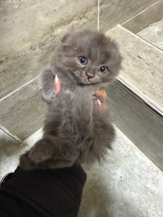 Продаются очаровательные котята — 2