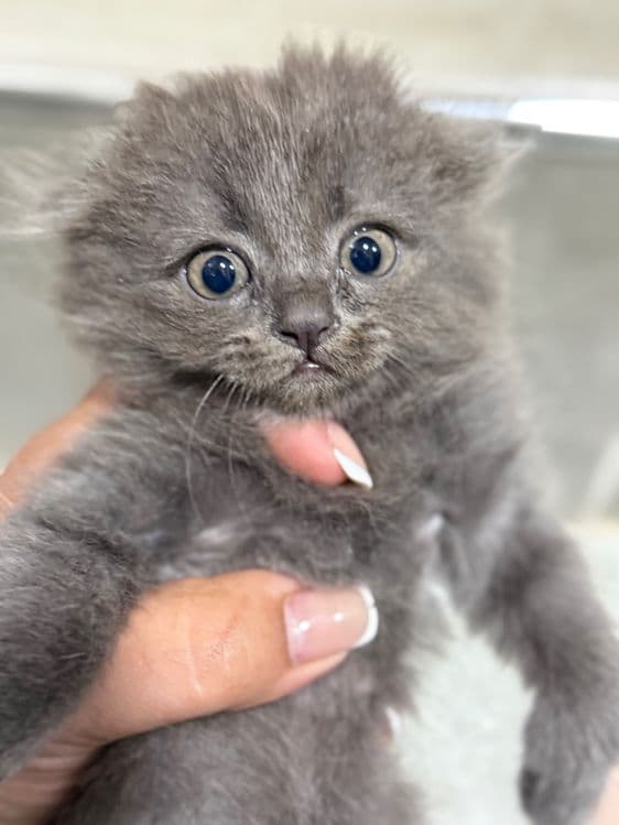 Продаются очаровательные котята — 3