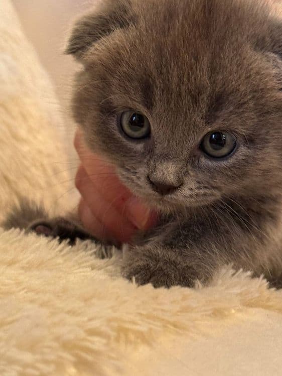 Scottish fold & strayt, toza paroda — 2