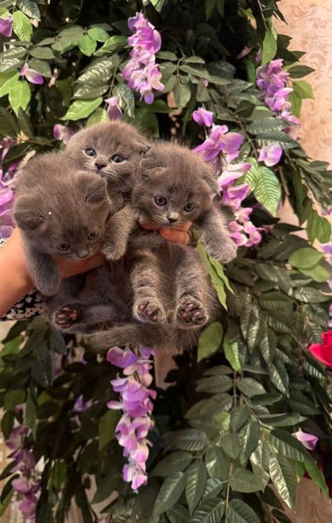 Scottish fold & strayt, toza paroda — 3