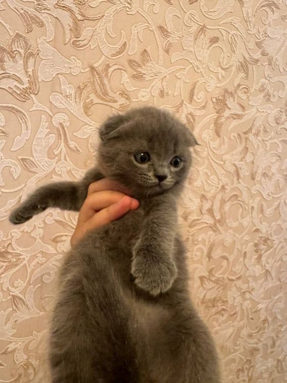 Scottish fold & strayt, toza paroda — 4