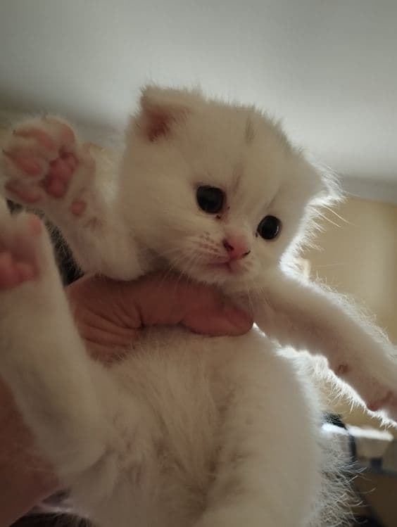 Скоттиш фольд от правильной вязки — 2