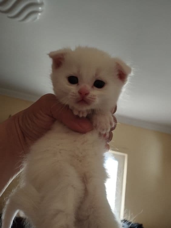Скоттиш фольд от правильной вязки — 3