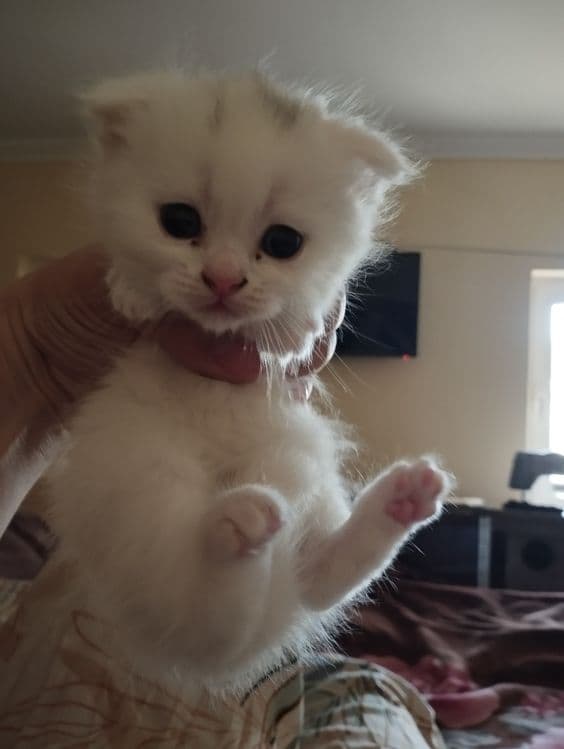 Скоттиш фольд от правильной вязки — 4