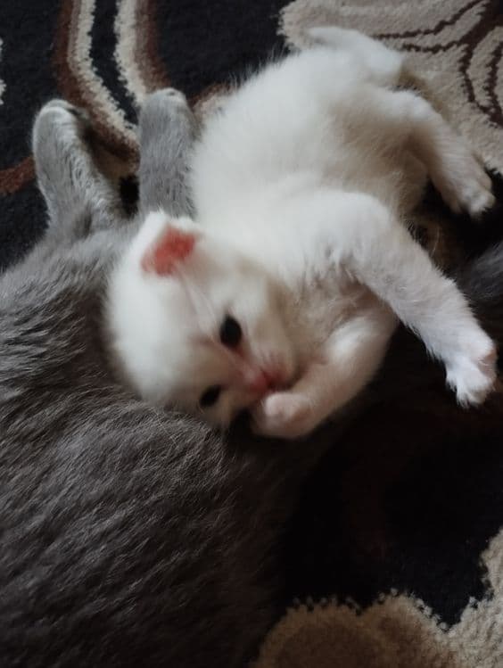 Скоттиш фольд от правильной вязки — 5