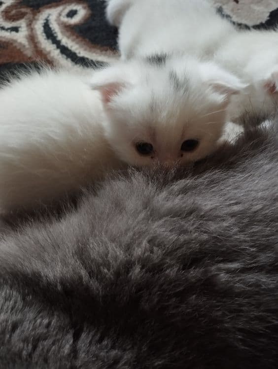 Скоттиш фольд от правильной вязки — 6