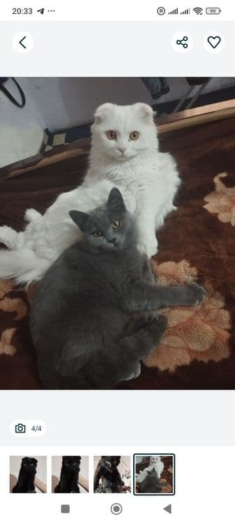 Скоттиш фольд от правильной вязки — 7