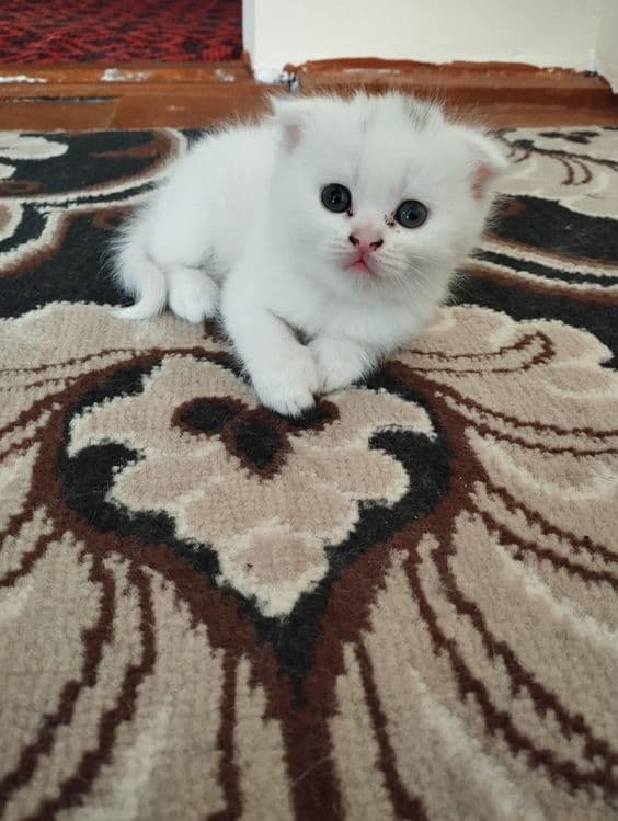 Скоттиш фольд от правильной вязки — 8