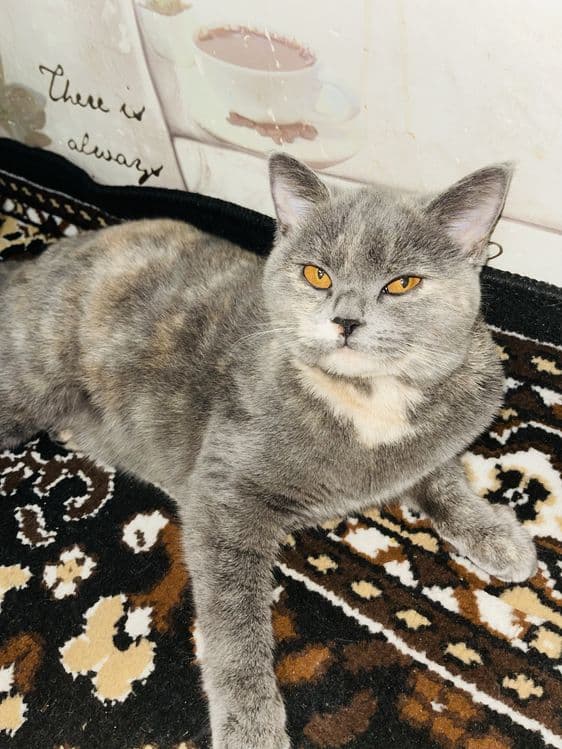 Срочно продается кошка! Британская короткошерстная! — 3
