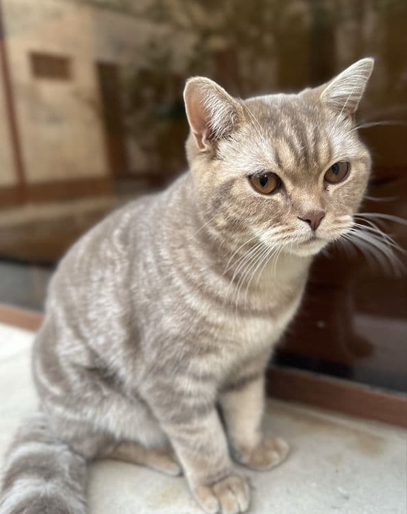 Mushuk (British Shorthair) — 2