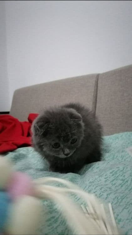 Для Новогодняя падорки шотландский девочка сотилали. — 2