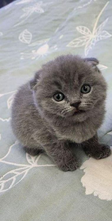 Для Новогодняя падорки шотландский девочка сотилали. — 3
