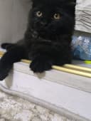 Scottish LongHair Fold