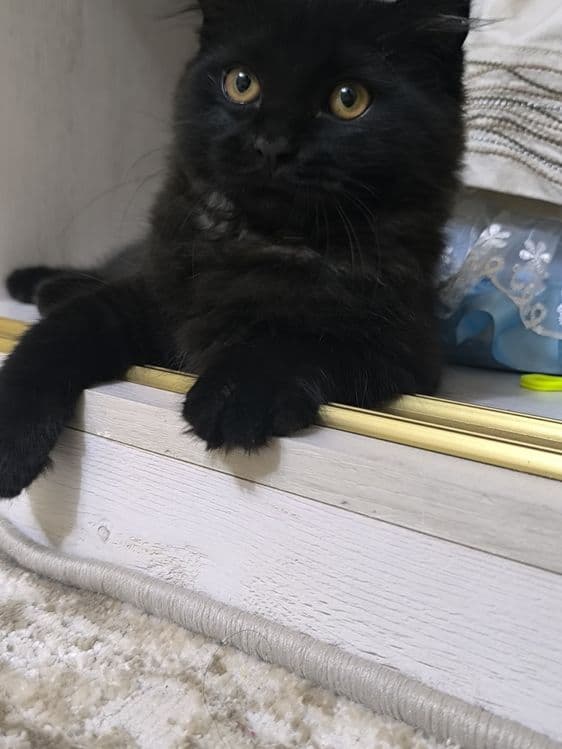 Scottish LongHair Fold