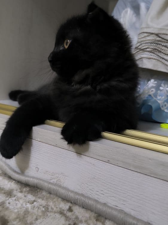 Scottish LongHair Fold — 2