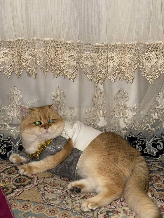 британец мальчик — 8