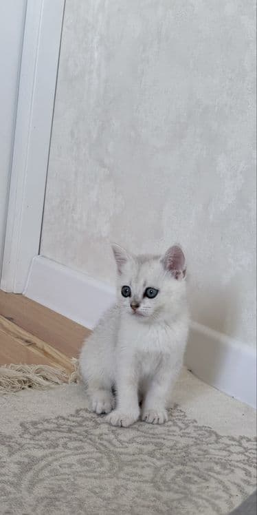 Serebrsky shinshilla — 2